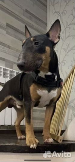 Вязка Минибуль