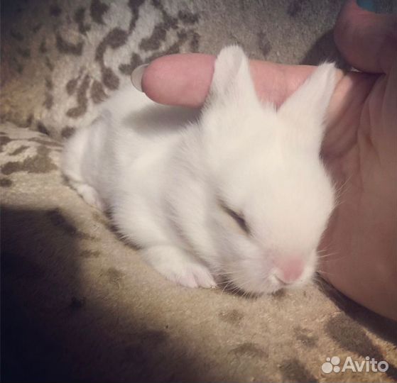 Степашка кролик