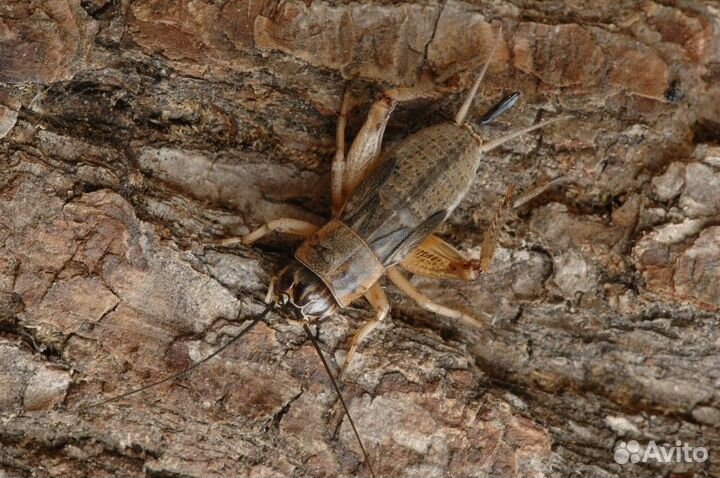 Аргентинский таракан\Сверчки 3х видов