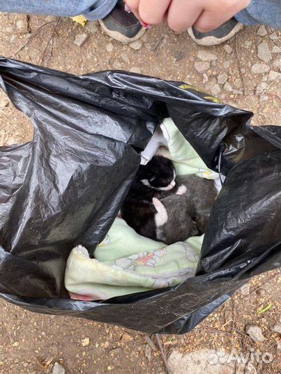 Котята ищут мам, пап