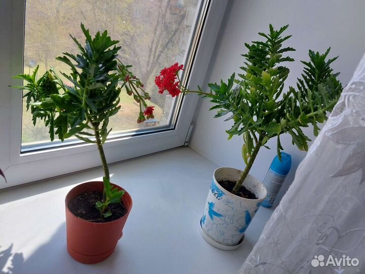 Каланхоэ каланхое красное лечебное