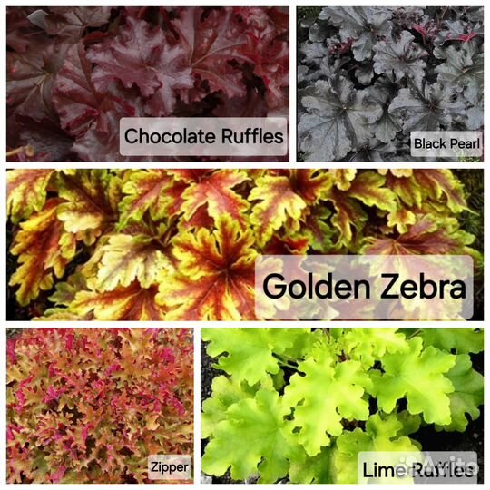 Саженцы гейхеры