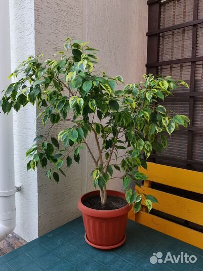 Комнатные цветы