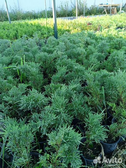 Можжевельник казацкий «Тамарисцифолия»