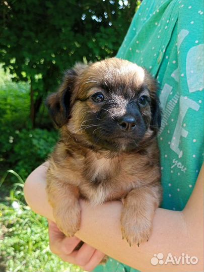 Щенок 2 мес., девочка отдам в добрые руки