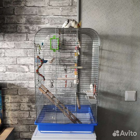 Попугай корелла с клеткой