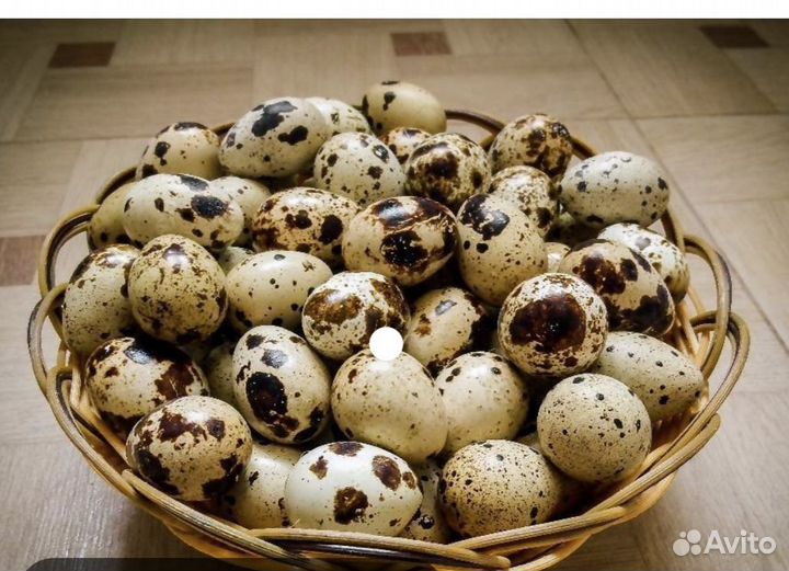 Яйца перепелиные домашние