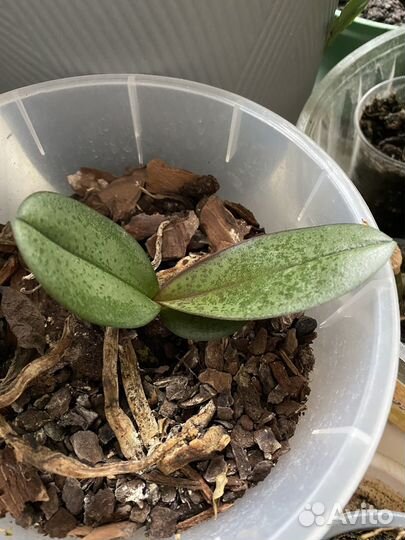 Орхидея фаленопсис