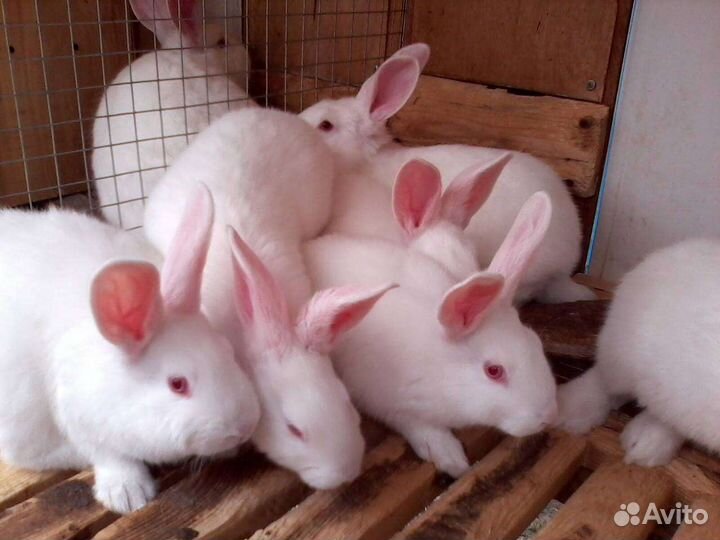 Кролик белый панон