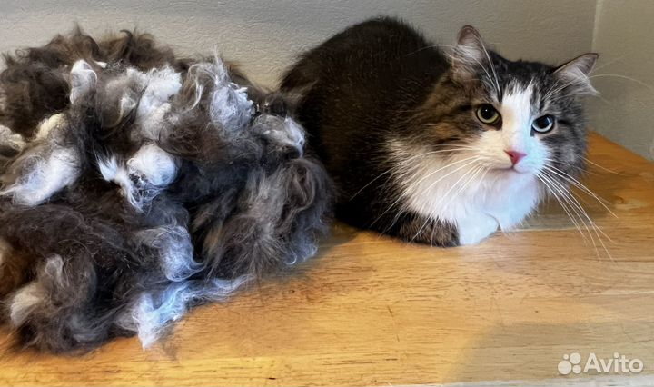 Стрижка, вычесывание, груминг кошек