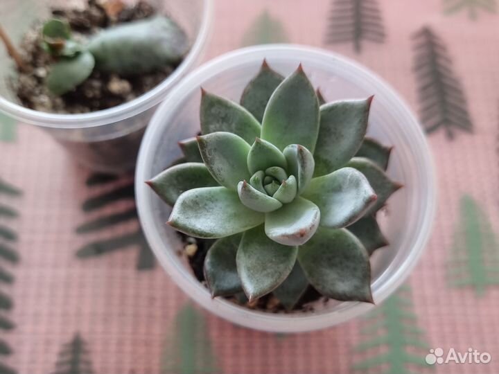 Суккуленты