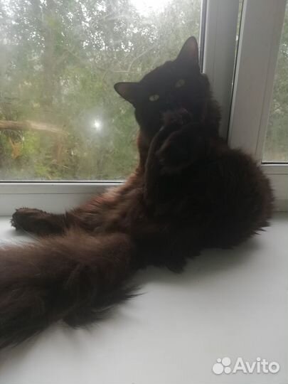 Отдам котика в добрые руки