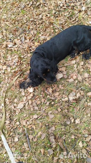 Кокер спаниель вязка