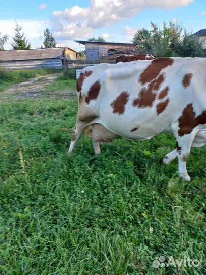 Коровы и бычки