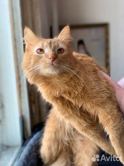 Молодой кот