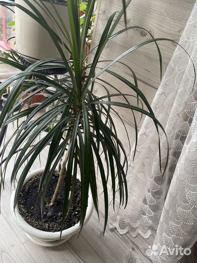 Комнатные цветы