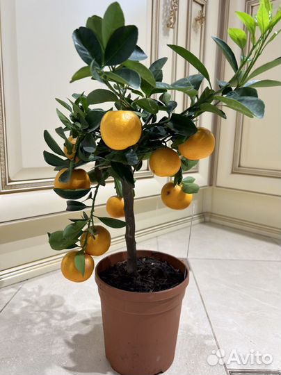 Каламондин