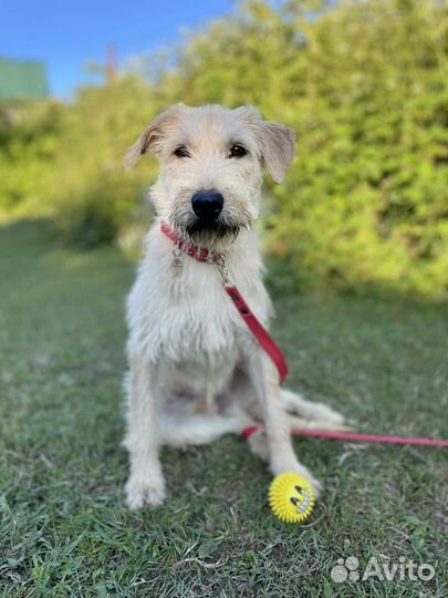 Очаровательный мальчик ищет дом