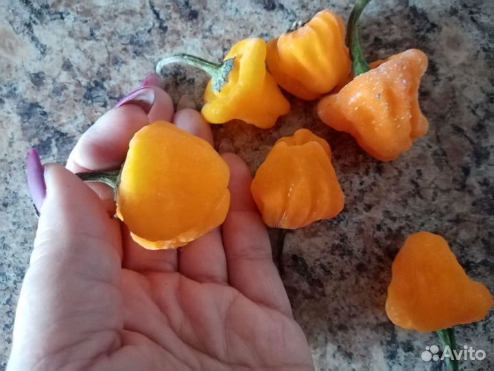 Рассада помидор, огурцов, перца, тыквы