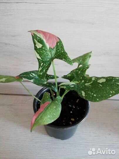 Синг ред спот триколор, фелодендрон, эписция