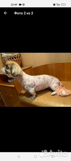 Грумер стрижка собак