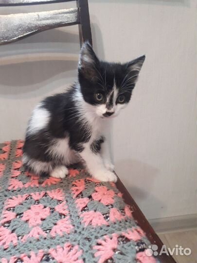 Котенок мальчик в добрые руки бесплатно