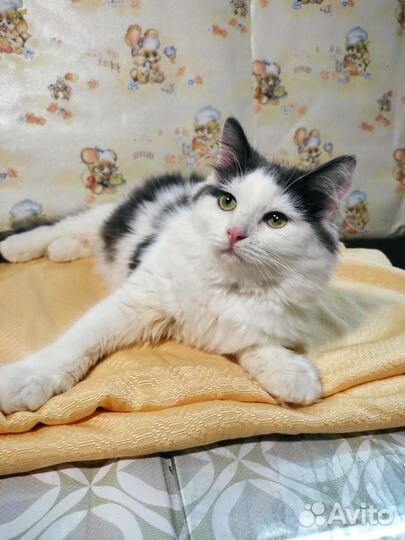 Домашние животные кошки