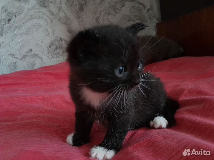 Котёнок от британской кошки