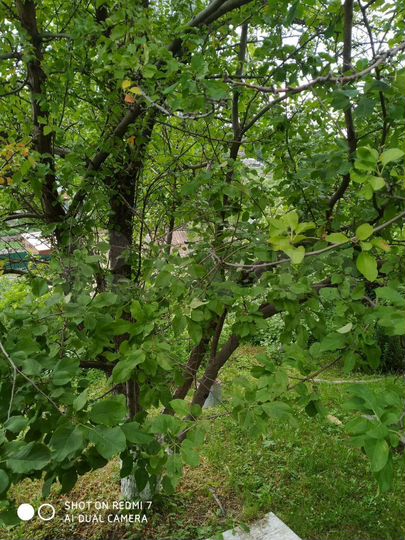 Участок 5,5 сот. (СНТ, ДНП)