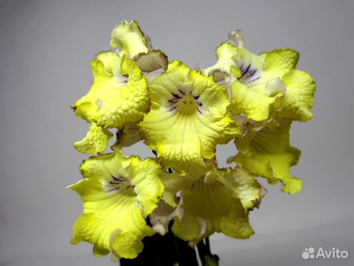 Стрептокарпусы