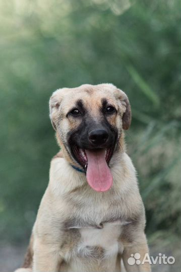 Собака в добрые руки отдам бесплатно