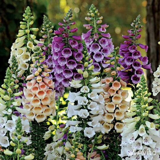 Многолетние цветы на дачу