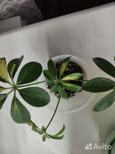 Шефлера вариегатная