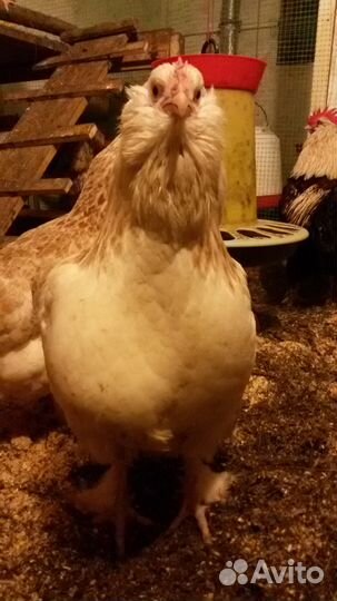 Инкубационное яйцо от кур Фавероль, Цыплята