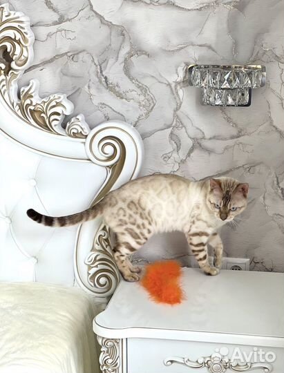 Вязка бенгальский кот снежный