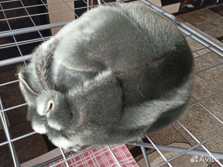 Шапка женская из нерпы