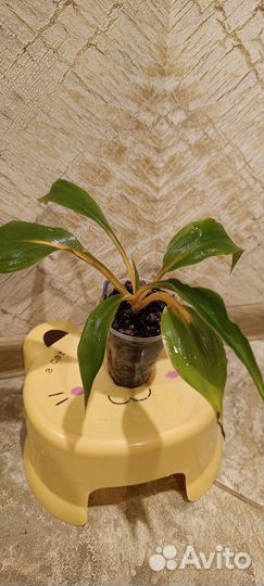 Комнатные растения