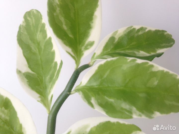 Синадениум гранта и бегония