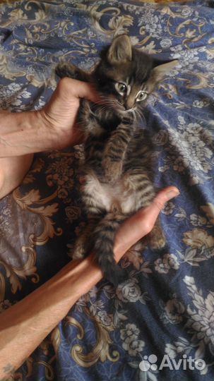 Бенгальский котенок мальчик