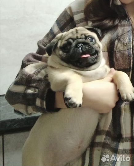 Щенки мопса