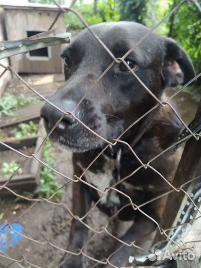 Собака для души