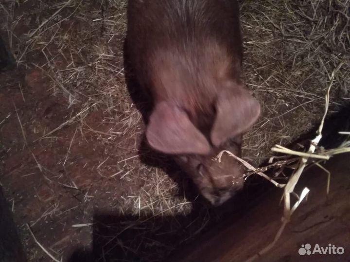 Обмен.Пьетрен. Кантор. кб. Ф2