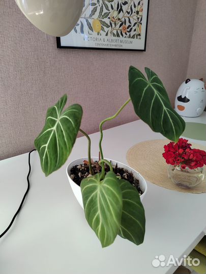 Филодендрон Глориозум (Philodendron Gloriosum)