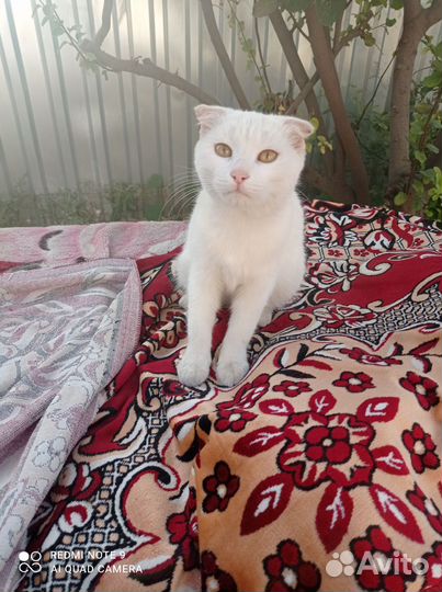 Котятки в дар