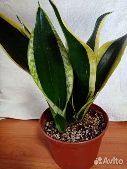 Сансевиерия сортовая
