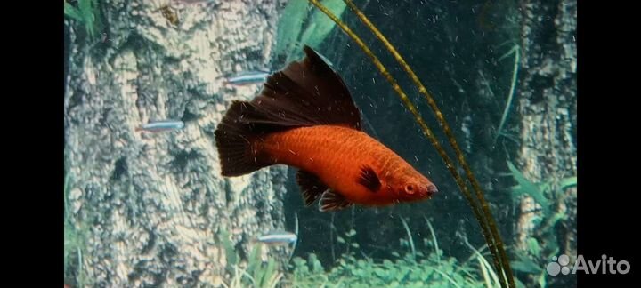 Велиферы оранж альбино, меченосцы флаговые