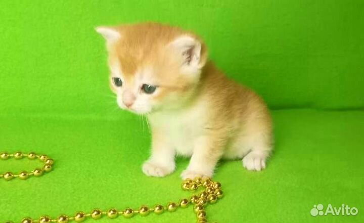 Золотая шиншилла ny 12, сy 12 с документами