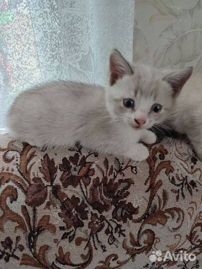 Кошка в дар бесплатно