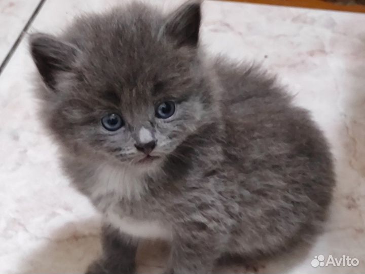 Котята в добрые руки даром