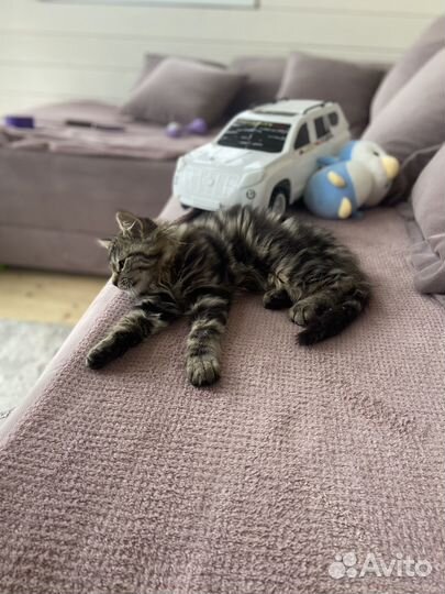 Шотланский котенок